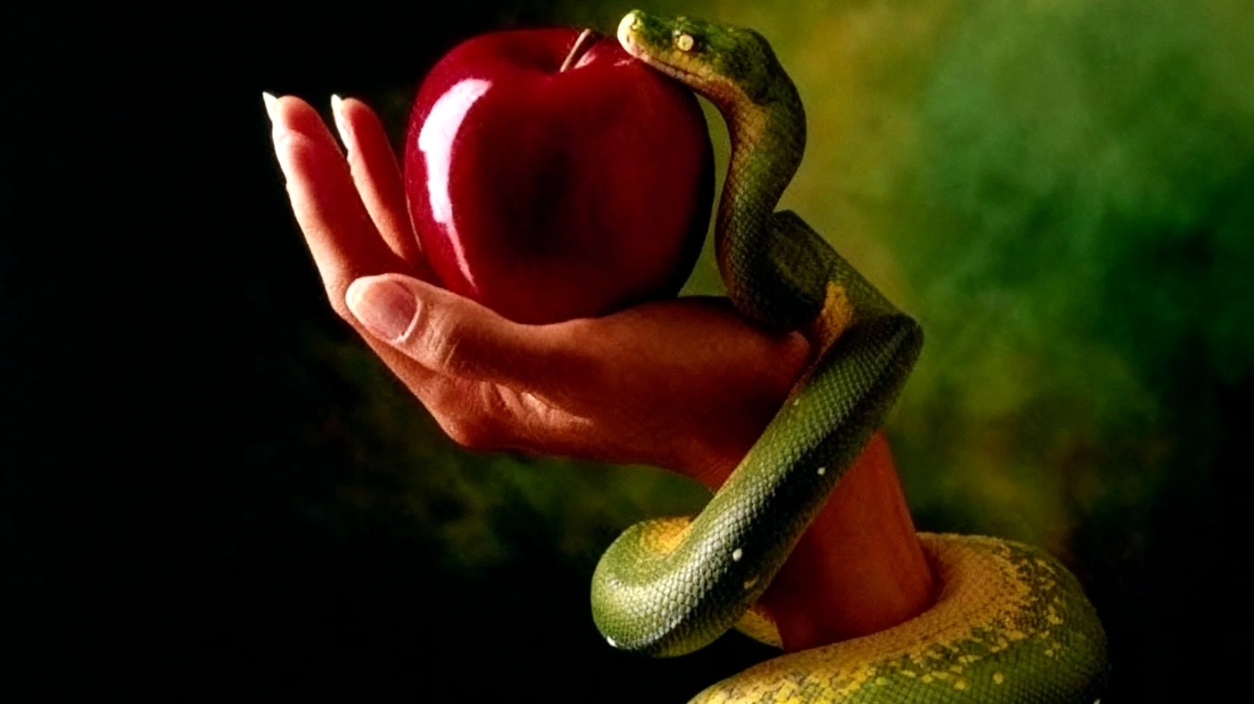 Forbidden Fruit2025-12-16T10:14:01.038Z"