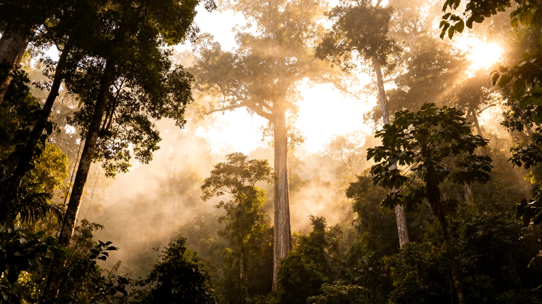 Parco Nazionale del Manú"