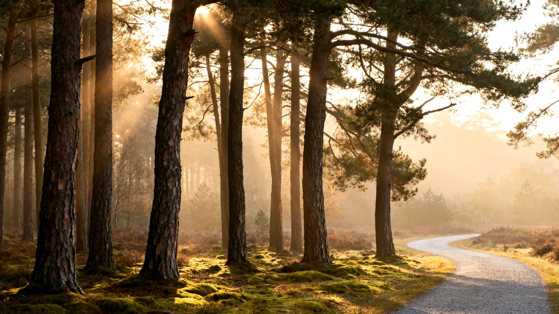 Parco Nazionale De Hoge Veluwe"